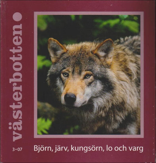 Västerbotten | 2007 / 3 : Björn, järv, kungsörn, lo och varg