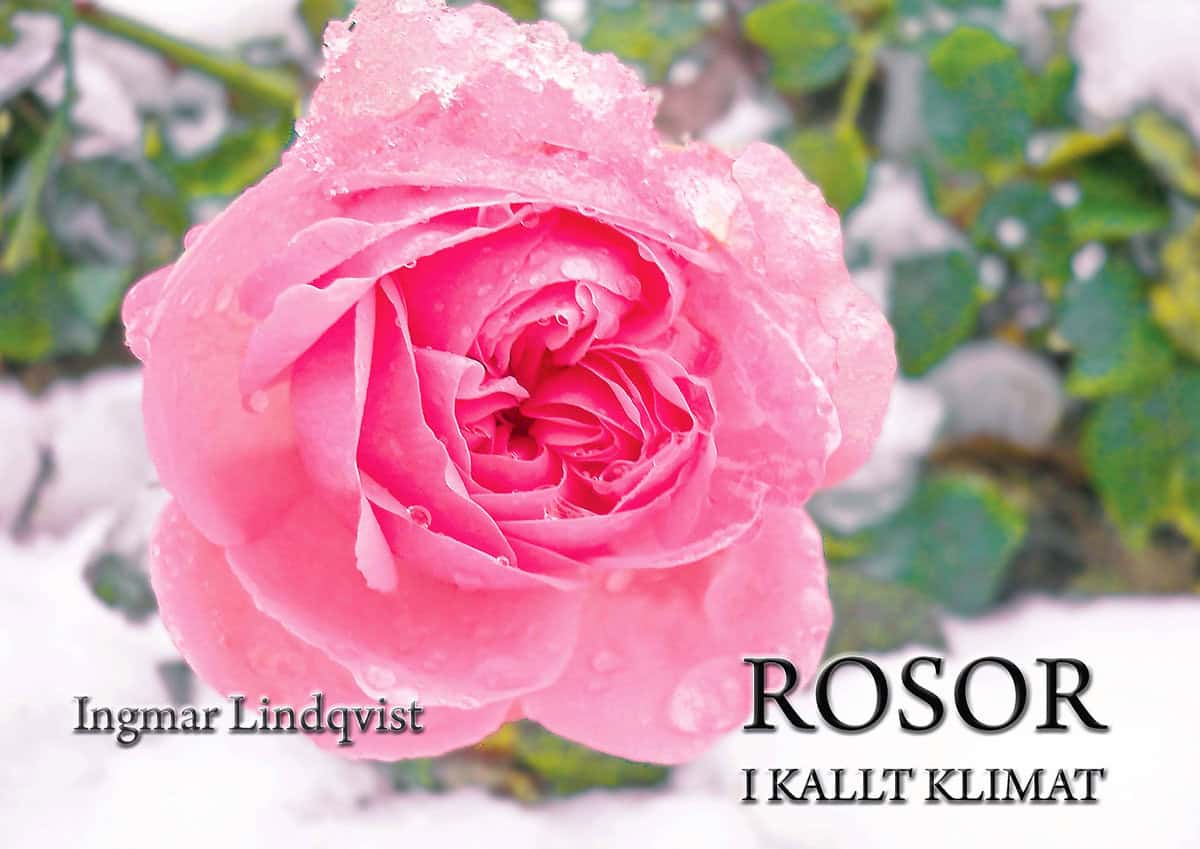 Lindqvist, Ingmar | Rosor i kallt klimat