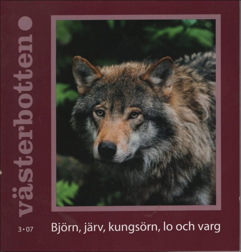 Västerbotten | 2007 / 3 : Björn, järv, kungsörn, lo och varg